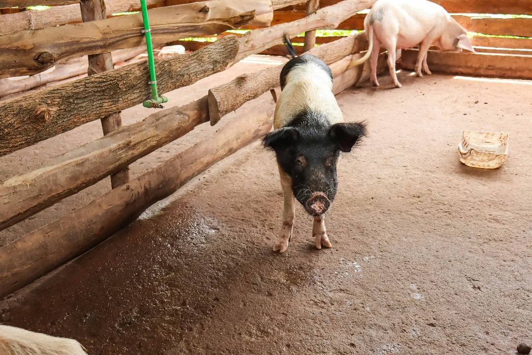 porc 1